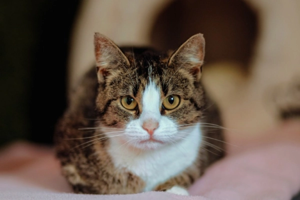 Cudowna Marzenka, wyjątkowa kotka do adopcji