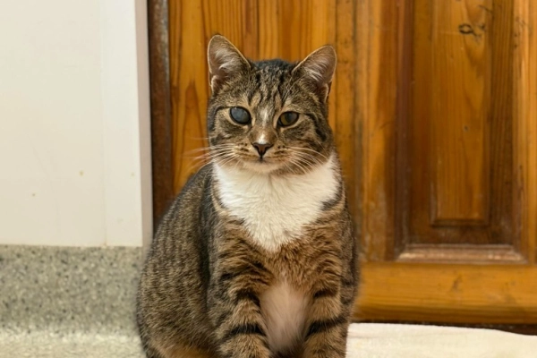 Stich - łagodny, delikatny, nieśmiały kociak