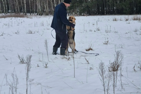 Młoda, radosna Mona w typie owczarka szuka domu!