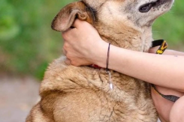 Tores - przekochany, niekonfliktowy psiak do adopcji