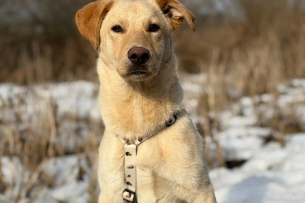 Goldi - wesoły szczeniak w typie labradora