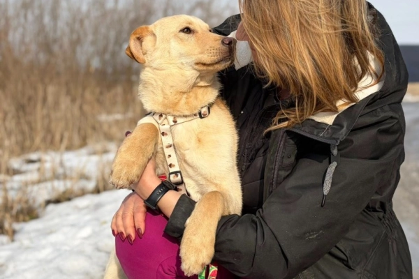 Goldi - wesoły szczeniak w typie labradora