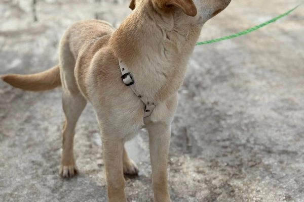 Goldi - wesoły szczeniak w typie labradora