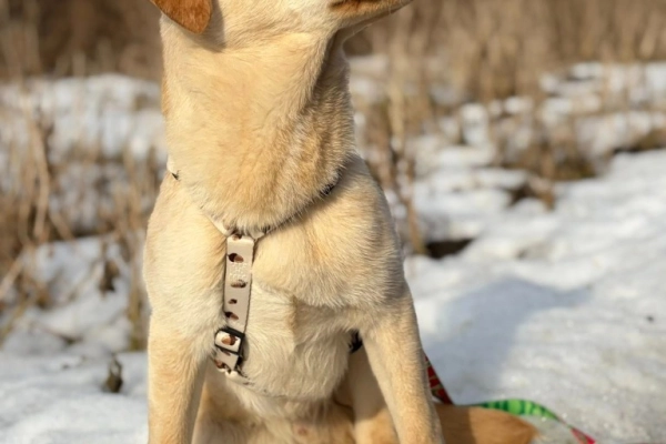 Goldi - wesoły szczeniak w typie labradora