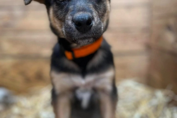 Kiwi - 9 tygodniowa, wesoła sunia SZCZENIAK do adopcji