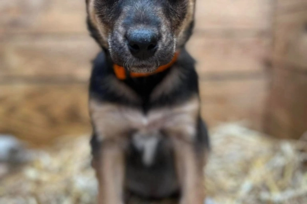 Kiwi - 9 tygodniowa, wesoła sunia SZCZENIAK do adopcji