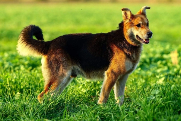 Fido - przyjazny, wesoły kandydat na psijaciela!  F