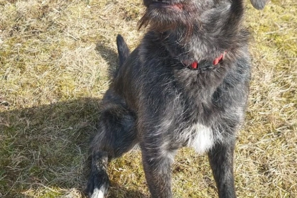 Beza - cudowna, młodziutka, niekonfliktowa sunia!
