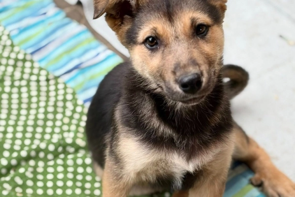 Lola - 4 miesięczny SZCZENIAK szuka domu!