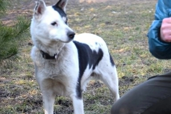 BIBI mała sunia łagodna i kochana szuka domu