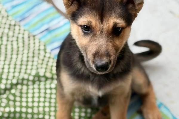Lola - 4 miesięczny SZCZENIAK szuka domu!