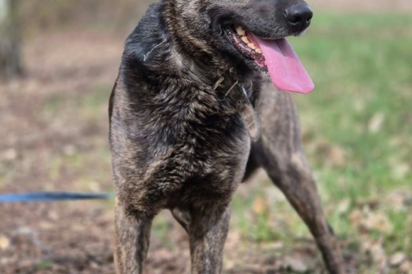 Axa - wpatrzona w człowieka, młoda suczka