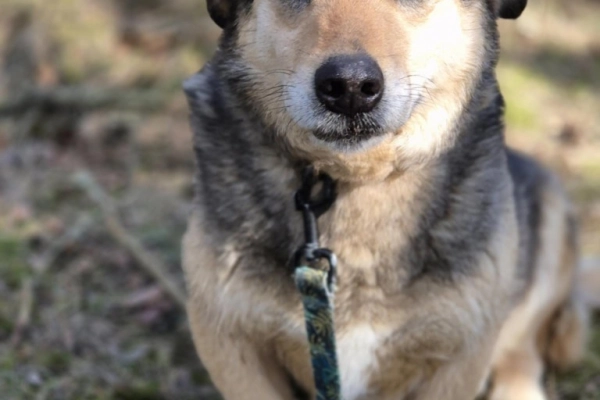 Figa - suczka w typie corgi, wesoła
