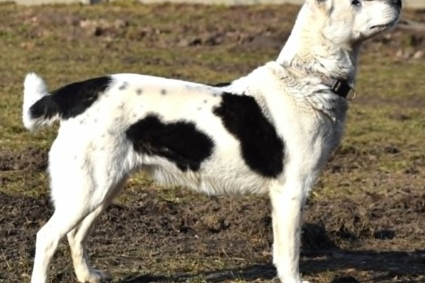 BIBI mała sunia łagodna i kochana szuka domu