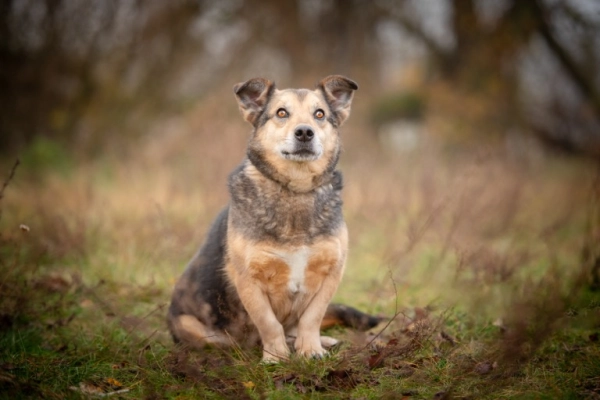 Figa - suczka w typie corgi, wesoła