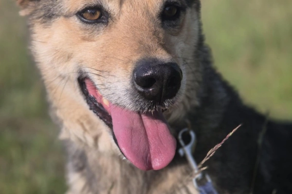 Figa - suczka w typie corgi, wesoła