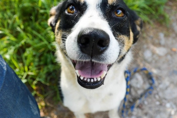 Pepsi - całe życie w schronisku, super sunia do adopcj
