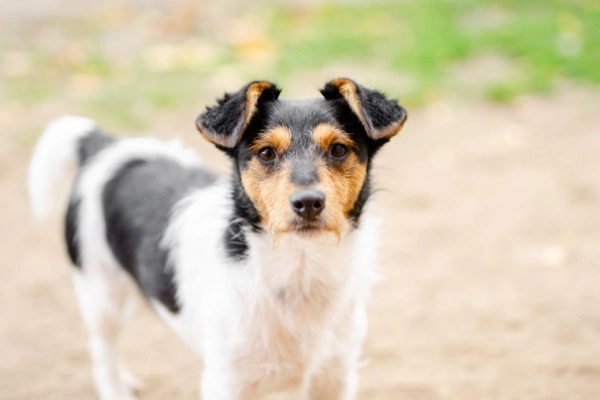 Żuczek - niewielki mix terrierka szuka domu!