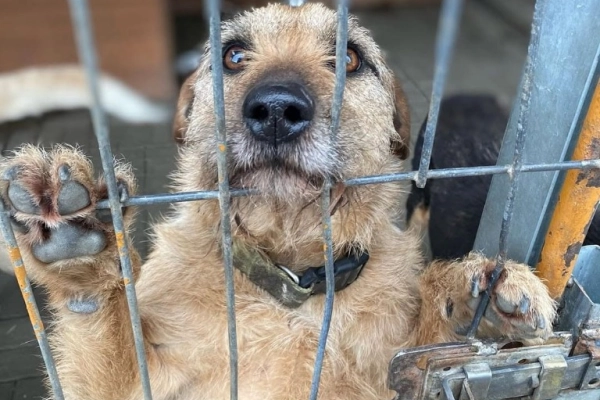 Fuks - wesoły, młody terrier mix szuka domu!