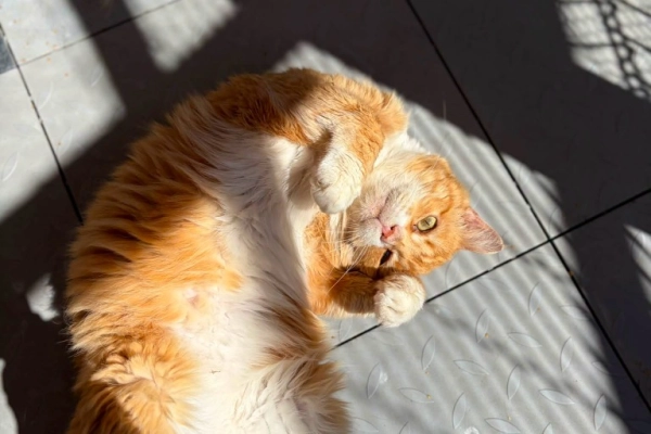 Garfield - mądry, ułożony kotek szuka domu!
