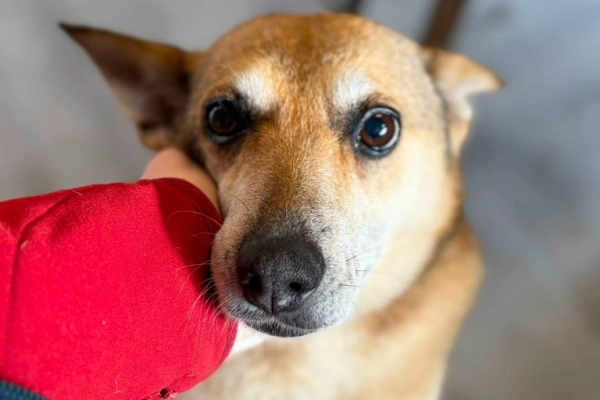 Hela - niekonfliktowa, spokojna sunia do adopcji!