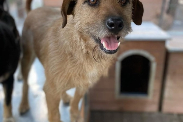 Fuks - wesoły, młody terrier mix szuka domu!