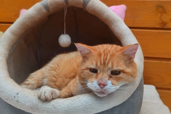 Garfield - mądry, ułożony kotek szuka domu!
