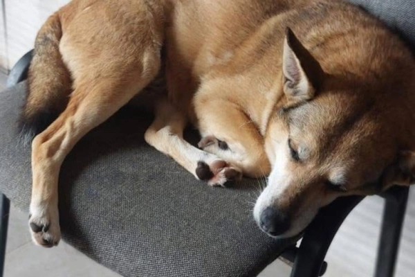 Hela - niekonfliktowa, spokojna sunia do adopcji!