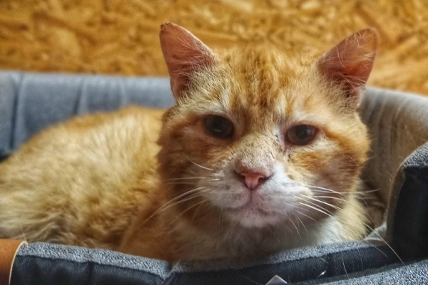 Garfield - mądry, ułożony kotek szuka domu!