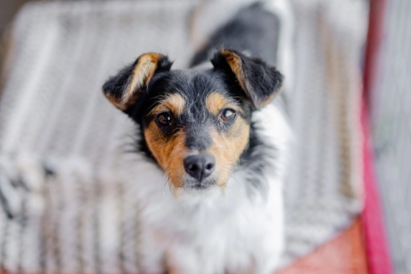Żuczek - niewielki mix terrierka szuka domu!