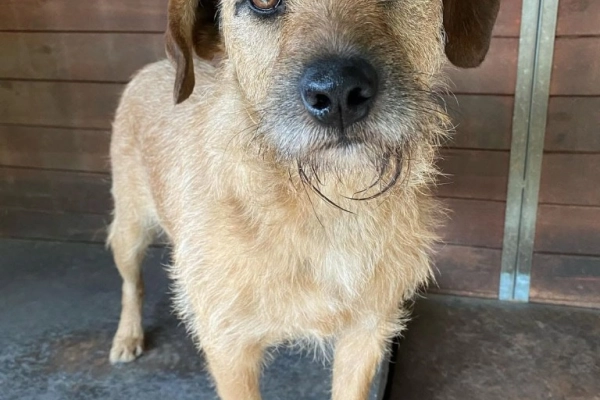 Fuks - wesoły, młody terrier mix szuka domu!