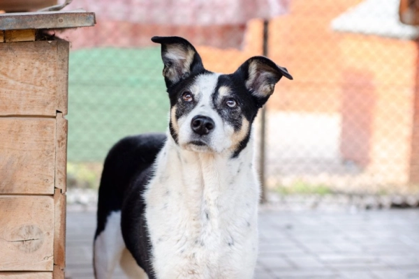 Pepsi - całe życie w schronisku, super sunia do adopcj