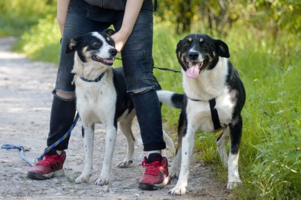 Pepsi - całe życie w schronisku, super sunia do adopcj