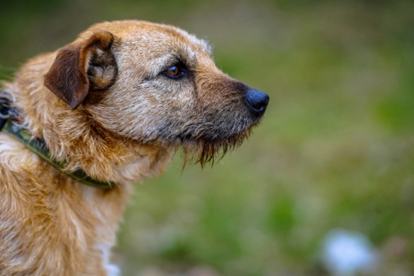 Fuks - wesoły, młody terrier mix szuka domu!