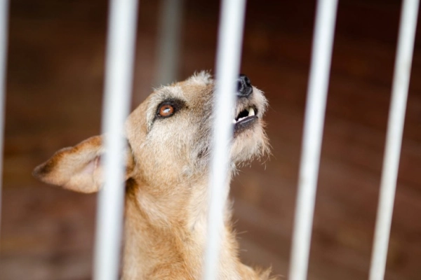 Fuks - wesoły, młody terrier mix szuka domu!