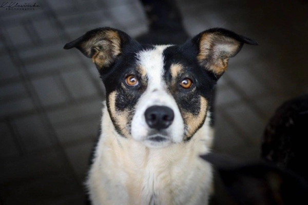 Pepsi - całe życie w schronisku, super sunia do adopcj