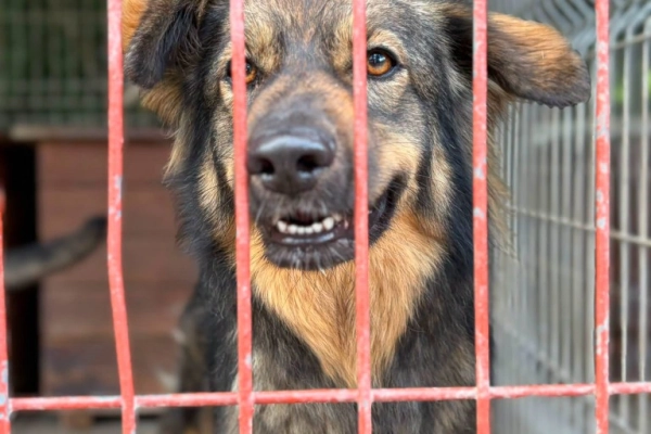 Neska - domowa, rodzinna sunia szuka aktywnego domu!