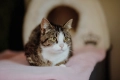 Cudowna Marzenka, wyjątkowa kotka do adopcji