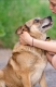 Tores - przekochany, niekonfliktowy psiak do adopcji