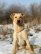 Goldi - wesoły szczeniak w typie labradora