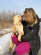 Goldi - wesoły szczeniak w typie labradora