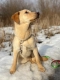 Goldi - wesoły szczeniak w typie labradora