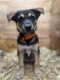 Kiwi - 9 tygodniowa, wesoła sunia SZCZENIAK do adopcji