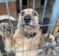 Fuks - wesoły, młody terrier mix szuka domu!