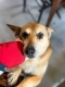 Hela - niekonfliktowa, spokojna sunia do adopcji!