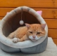 Garfield - mądry, ułożony kotek szuka domu!