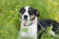 Pepsi - całe życie w schronisku, super sunia do adopcj