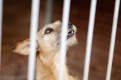 Fuks - wesoły, młody terrier mix szuka domu!