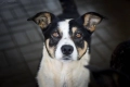 Pepsi - całe życie w schronisku, super sunia do adopcj