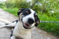Pepsi - całe życie w schronisku, super sunia do adopcj